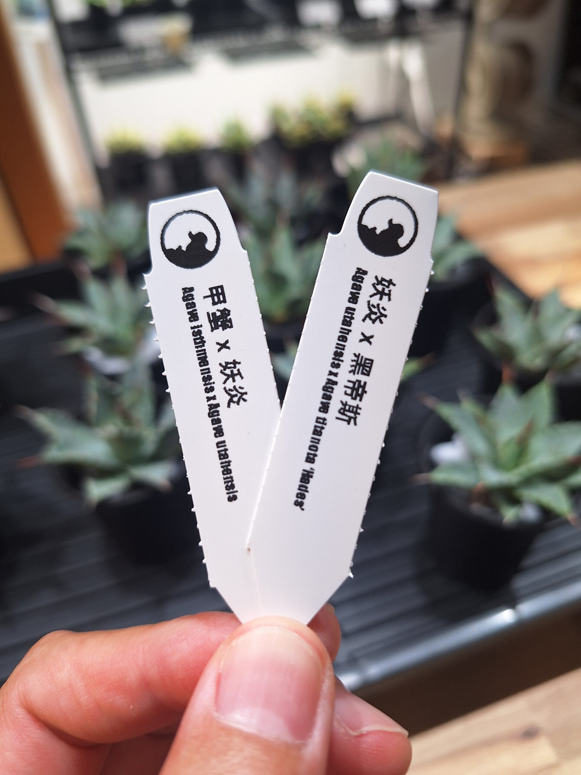 Agave hybrid 入荷 – 多肉来福