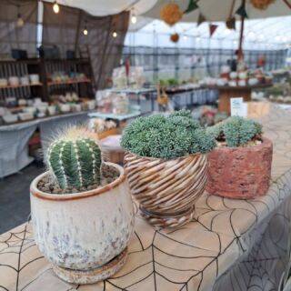 Haworthia ブラックオブツーサ錦 – 多肉来福