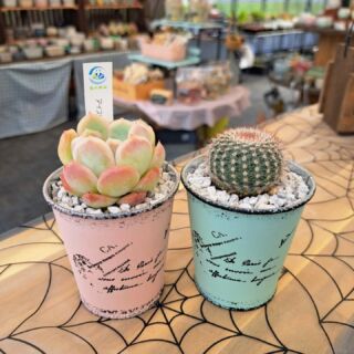 Haworthia ブラックオブツーサ錦 – 多肉来福
