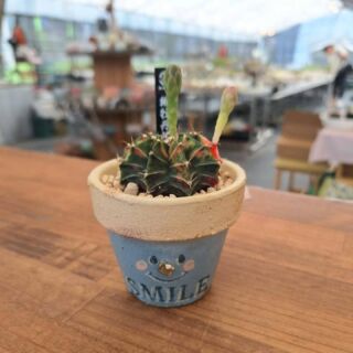 Haworthia ブラックオブツーサ錦 – 多肉来福